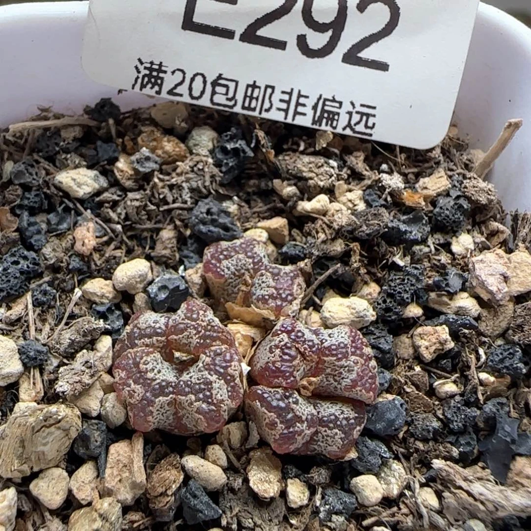 勋章 带盆土。
