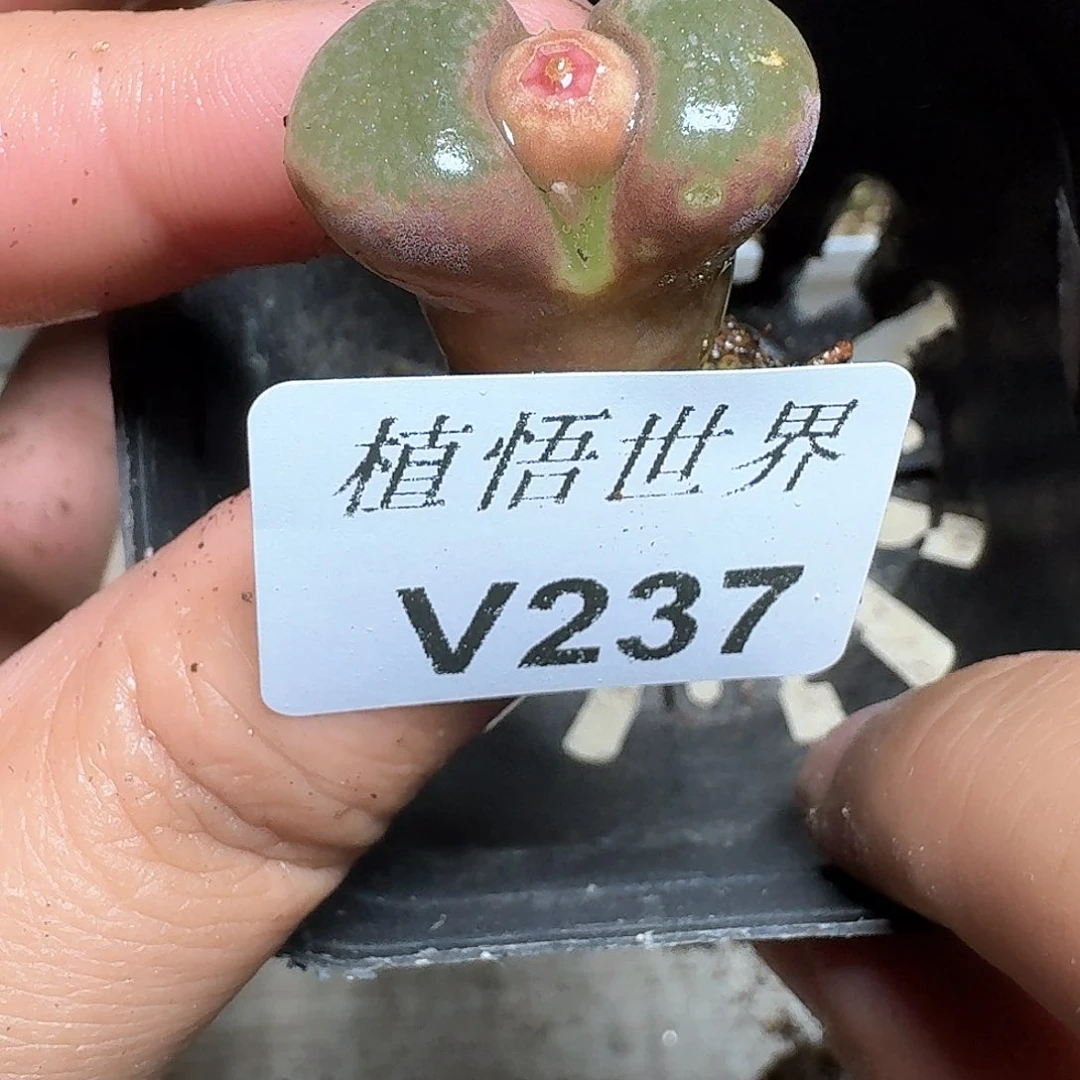 237盒多肉植物哇d v