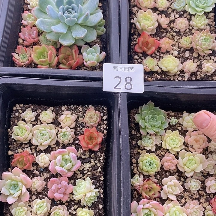 28 多肉植物盆栽花卉