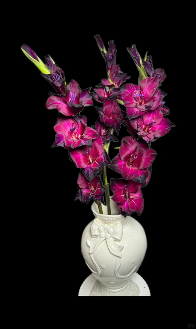 婵之语优选  黑巴克剑兰鲜切花