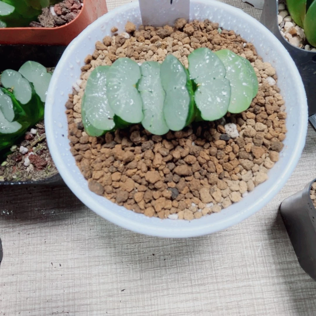 旷月玉扇多肉植物