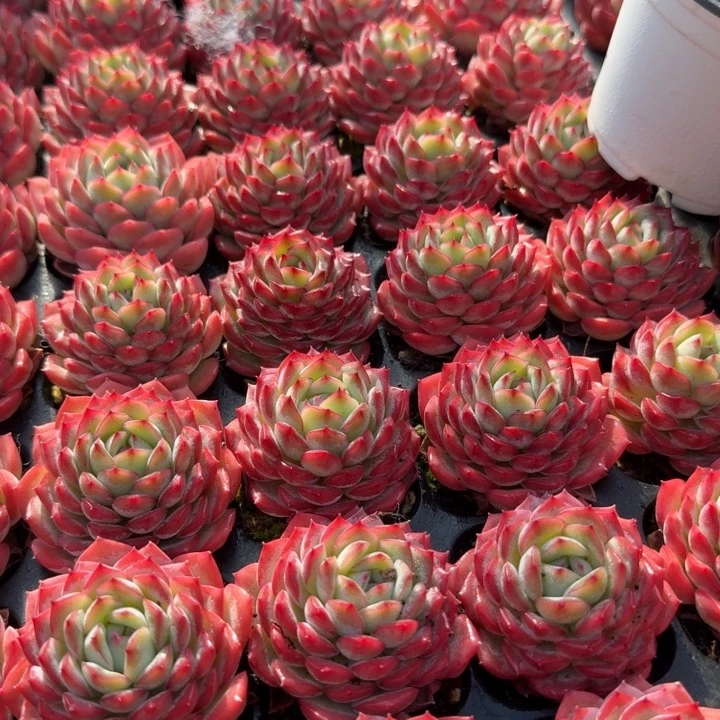 沙漠玫瑰。