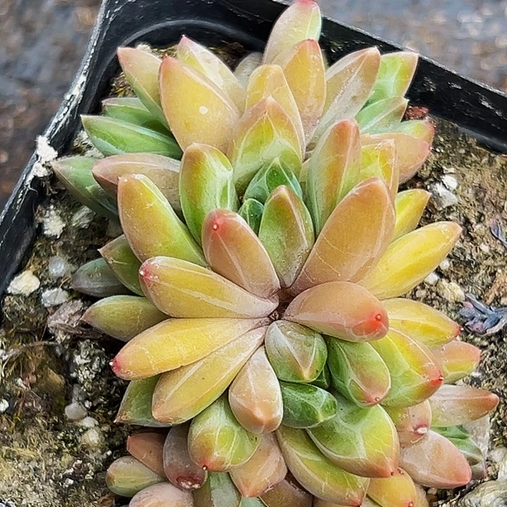 美人系列多肉植物精品