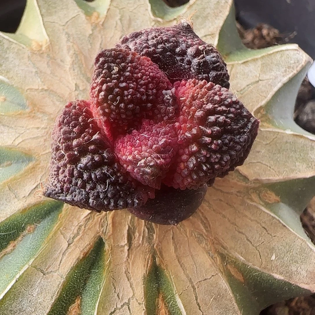 紫肌哥斯拉233仙人球