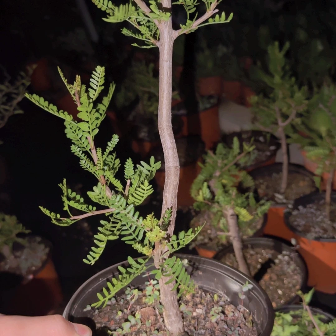 凡***兔块根植物块根植物块根