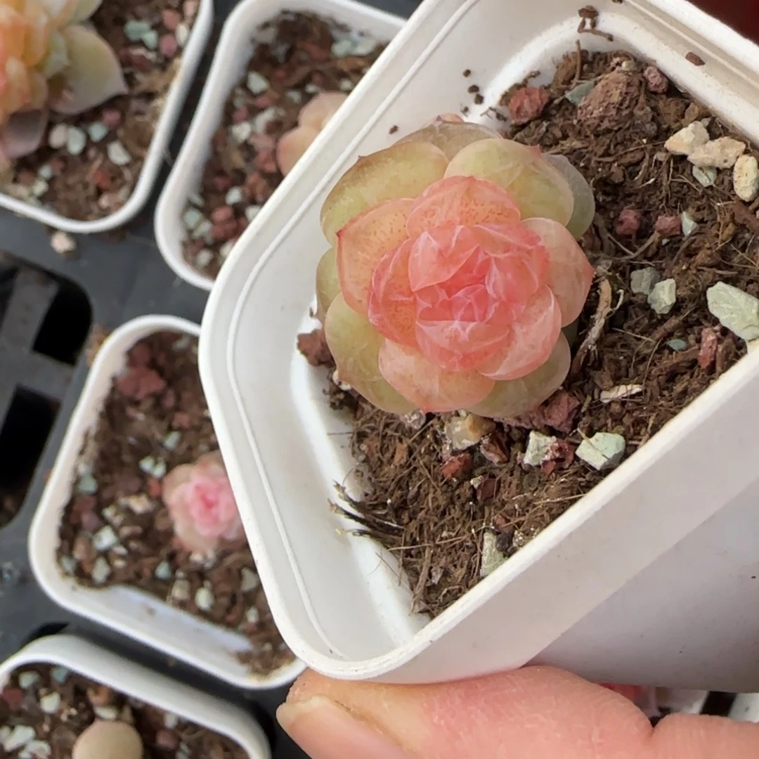 夜明珠盆一个满25包邮