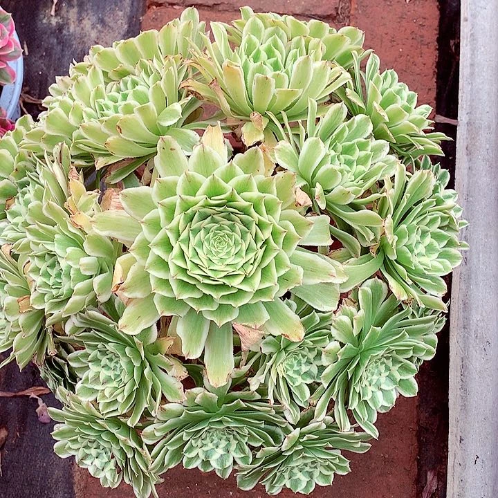 碧浪多肉植物啊啊啊啊