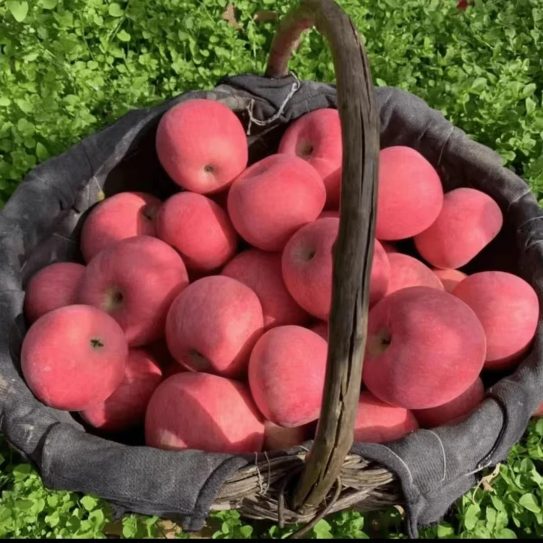 9斤陕西洛川红富士苹果新鲜现摘脆甜多汁果香浓郁整箱包邮