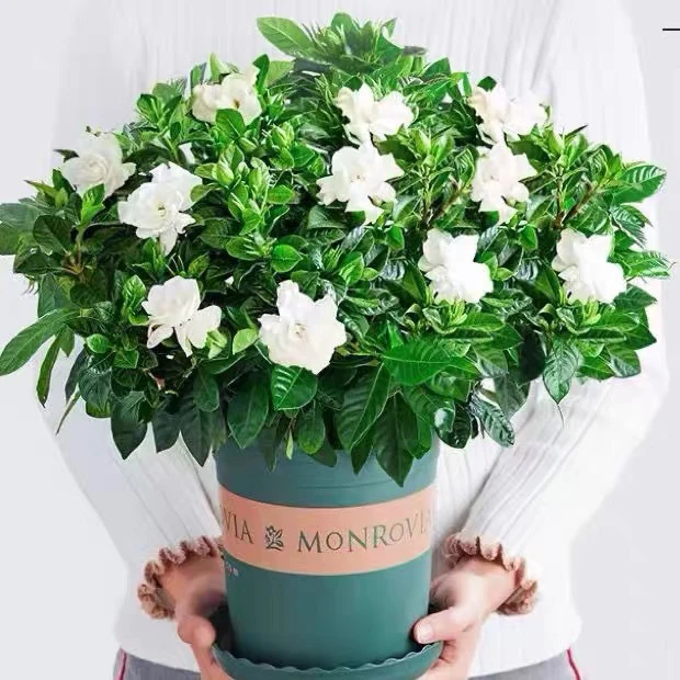 米尔扎提自产栀子花种四季易活开花浓香植物盆栽室内花绿植