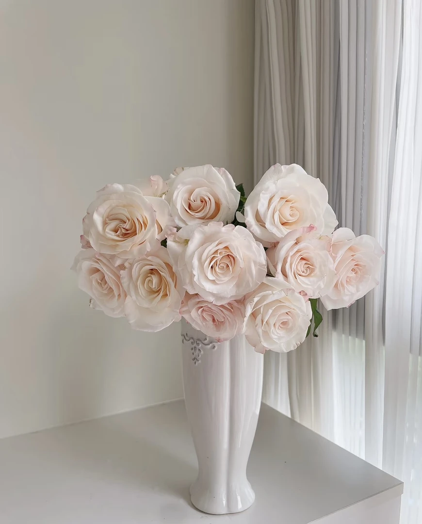 【葡噗专属】辛西娅     云南基地直发（一单包邮）