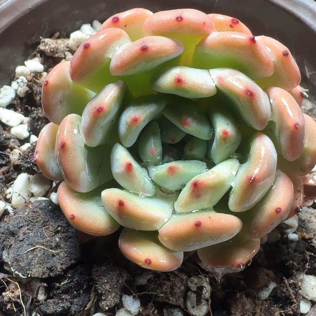 甜****啊多肉植物满20包邮