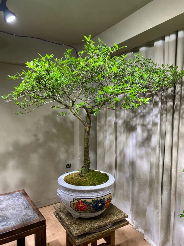 海岛栀子花老桩盆景大树形蘑菇顶