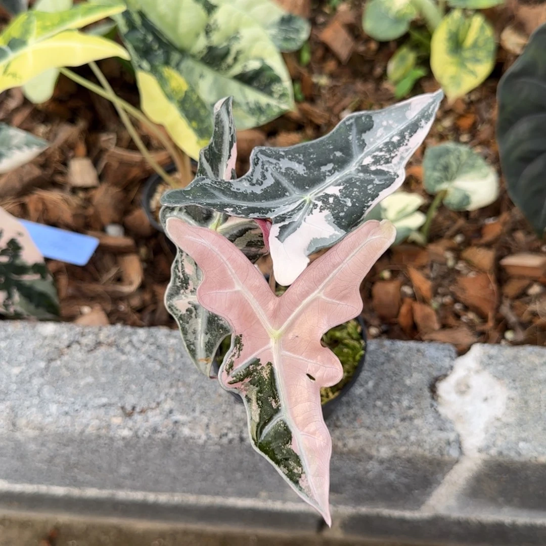 15-1211泰国发货诺比利斯