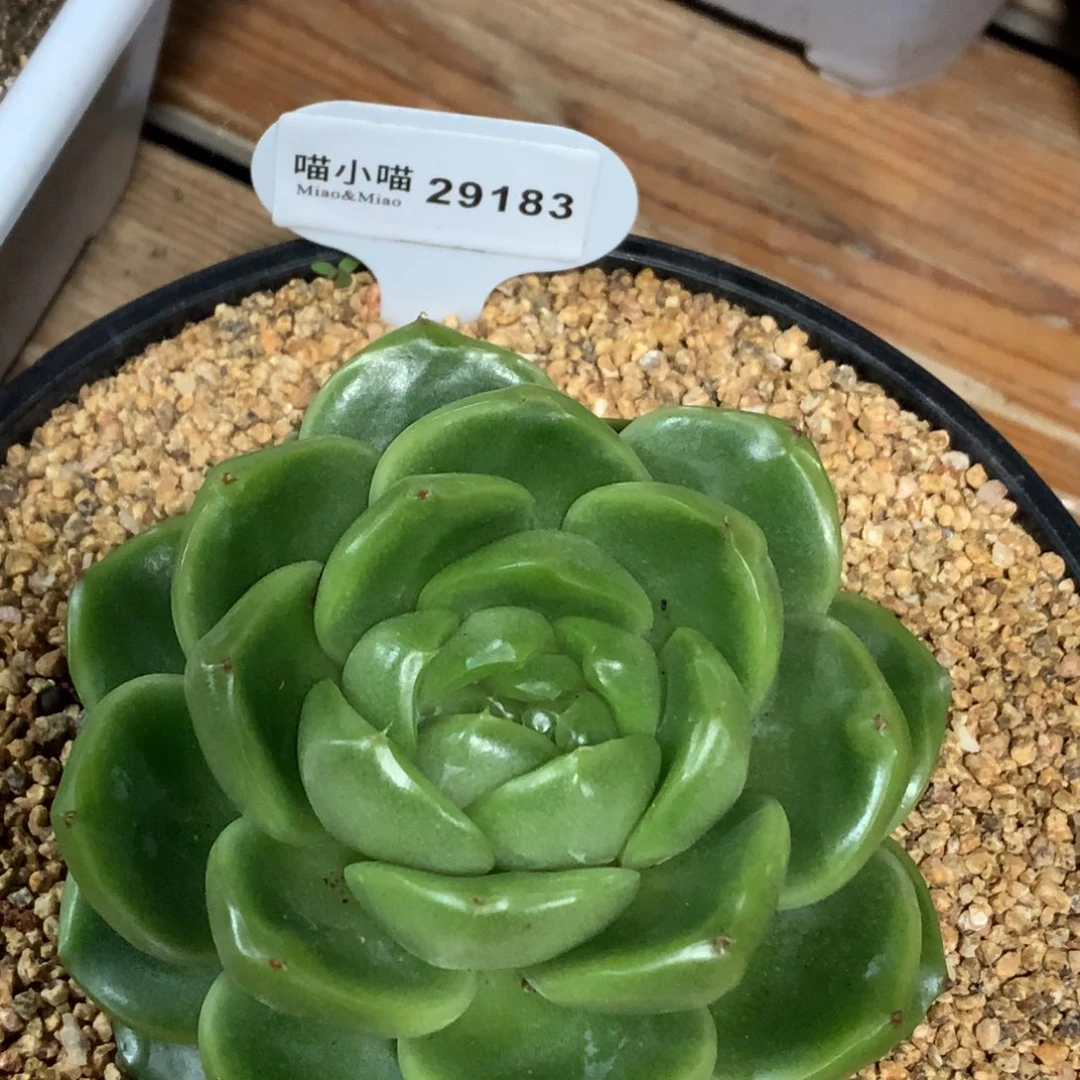卡***伊多肉植物杂交珍妮