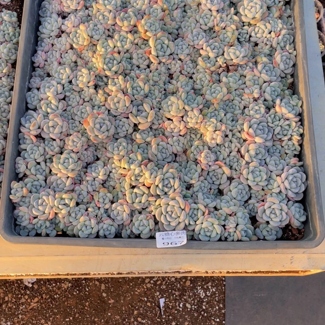 胡****肉 云糖心多肉植物967