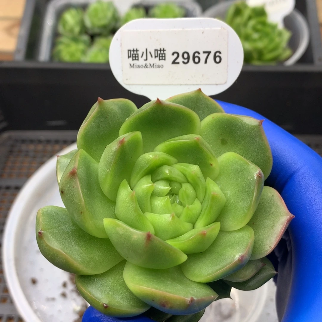 多肉植物东云珍妮