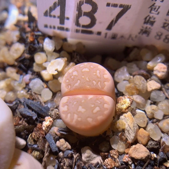 精品生石花34.487
