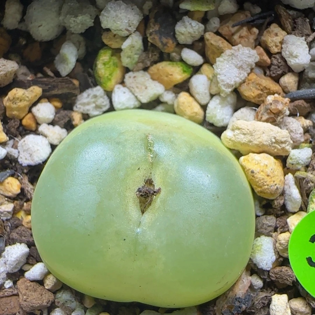 拉登2.3+多肉植物304