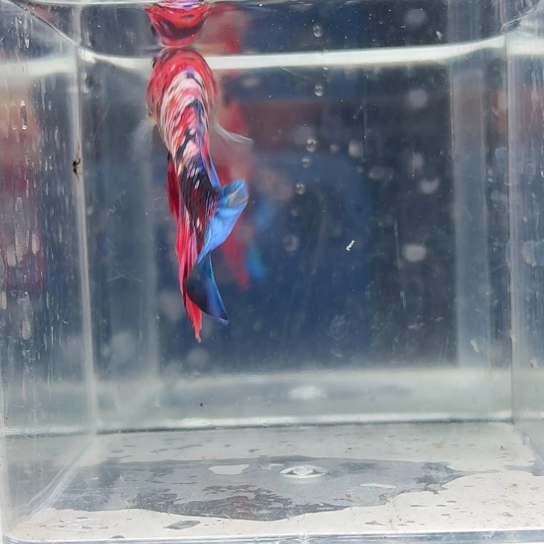 斗鱼泰国斗鱼直播23