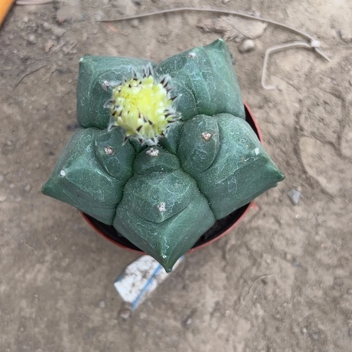 拾***柒吉祥如意等名家的书画
