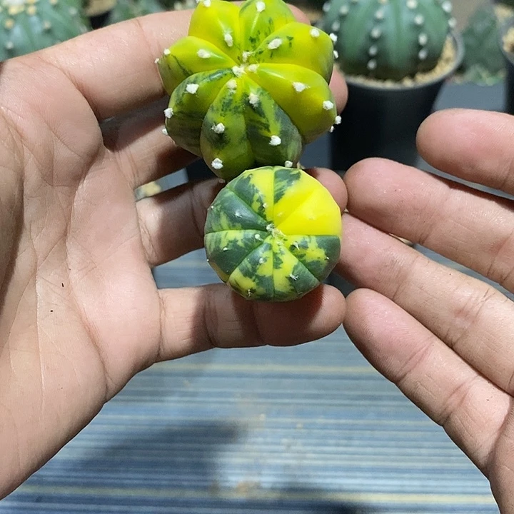 M***姐组合2棵实生脱土发货