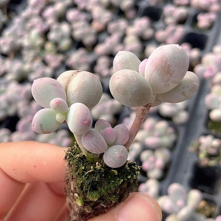 一物一拍满18包邮