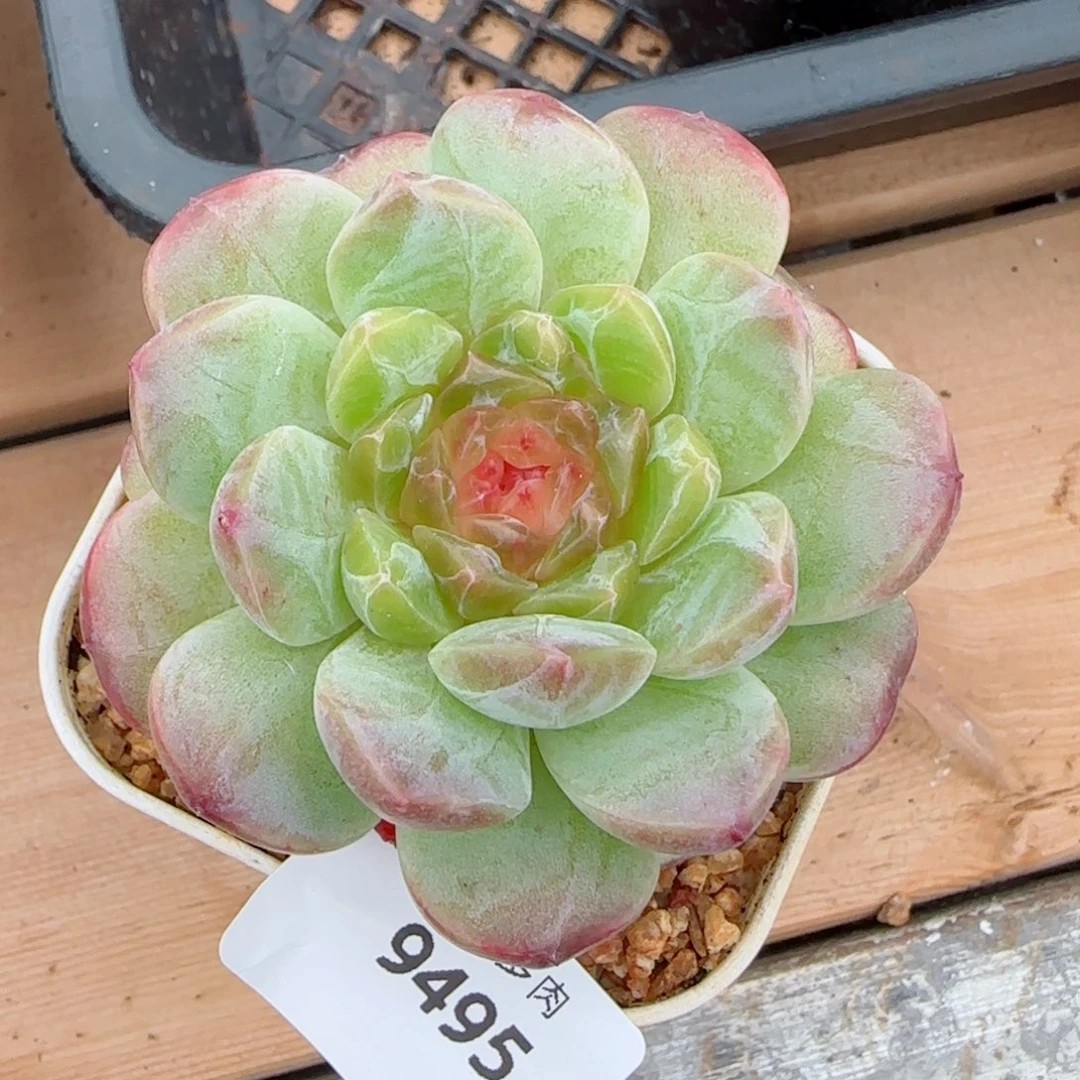 孤品福利，9495多肉植物