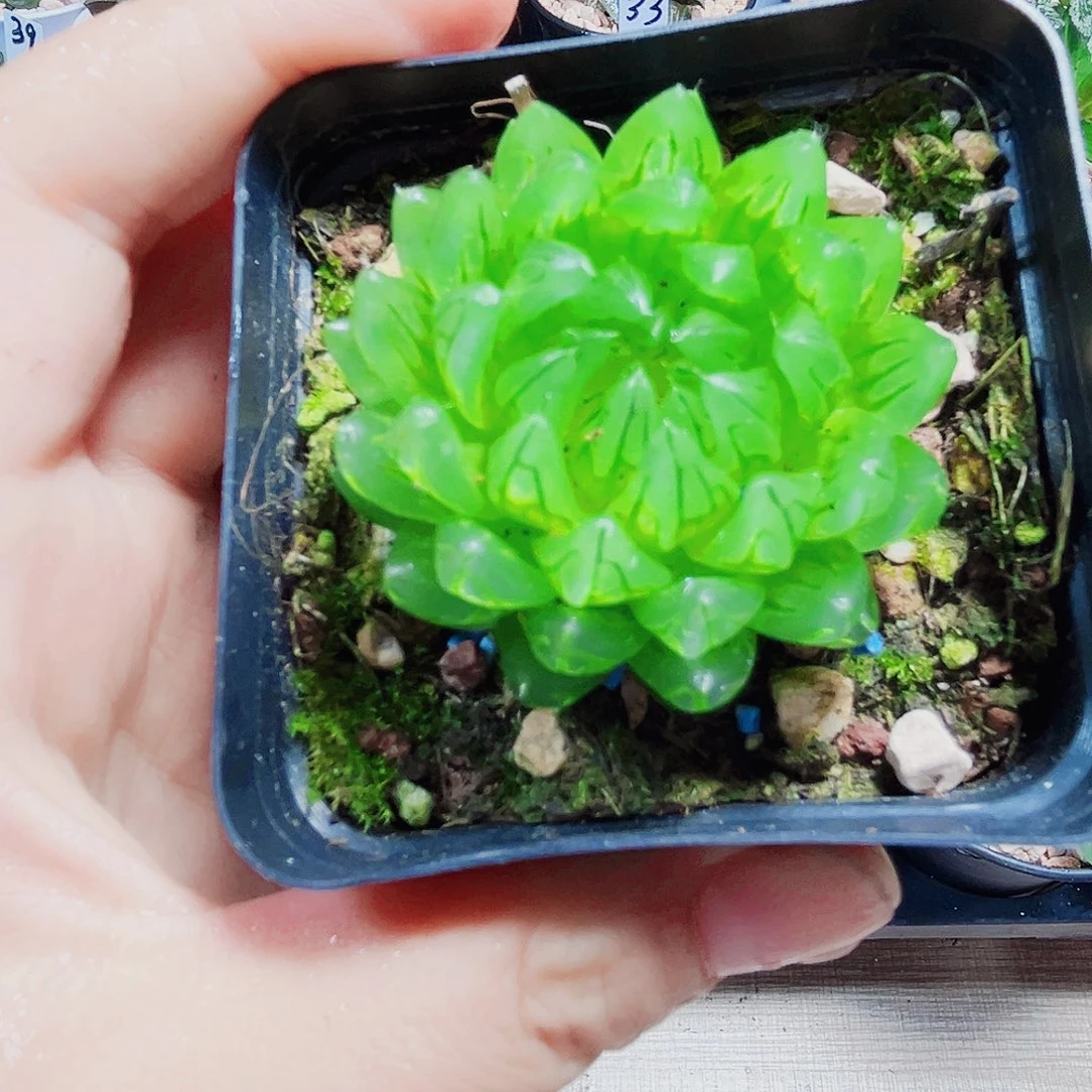 蝉翼玉露多肉植物66666