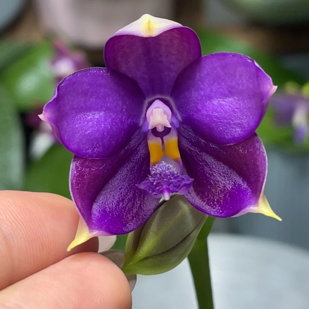 大部分开放少量花苞