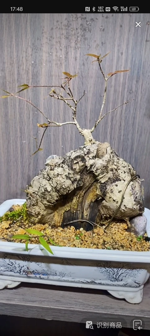 直播间一物一拍，水杨梅，未在直播间拍品只能随机发货。