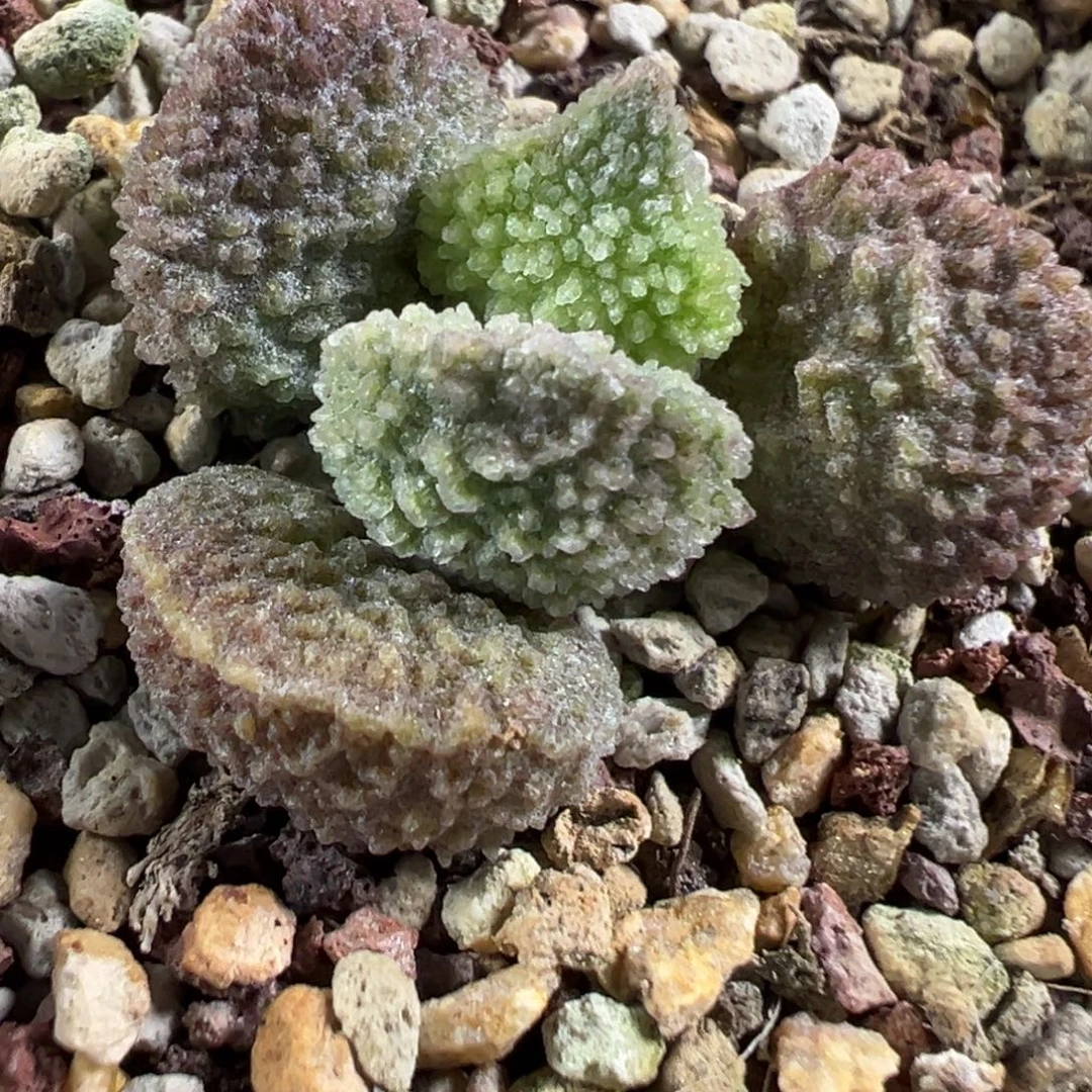 整颗冰晶粉色款新品多肉植物水泡