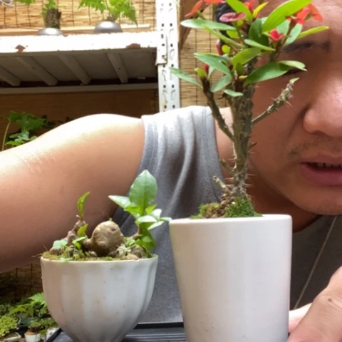 红陶一物一拍所见即所得286