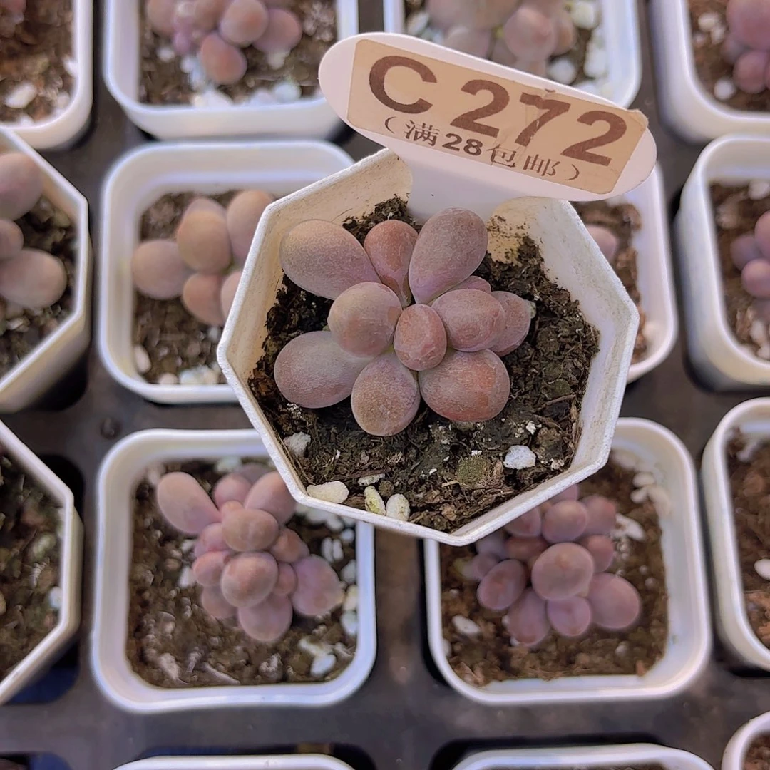 C272糖果美人一物一拍