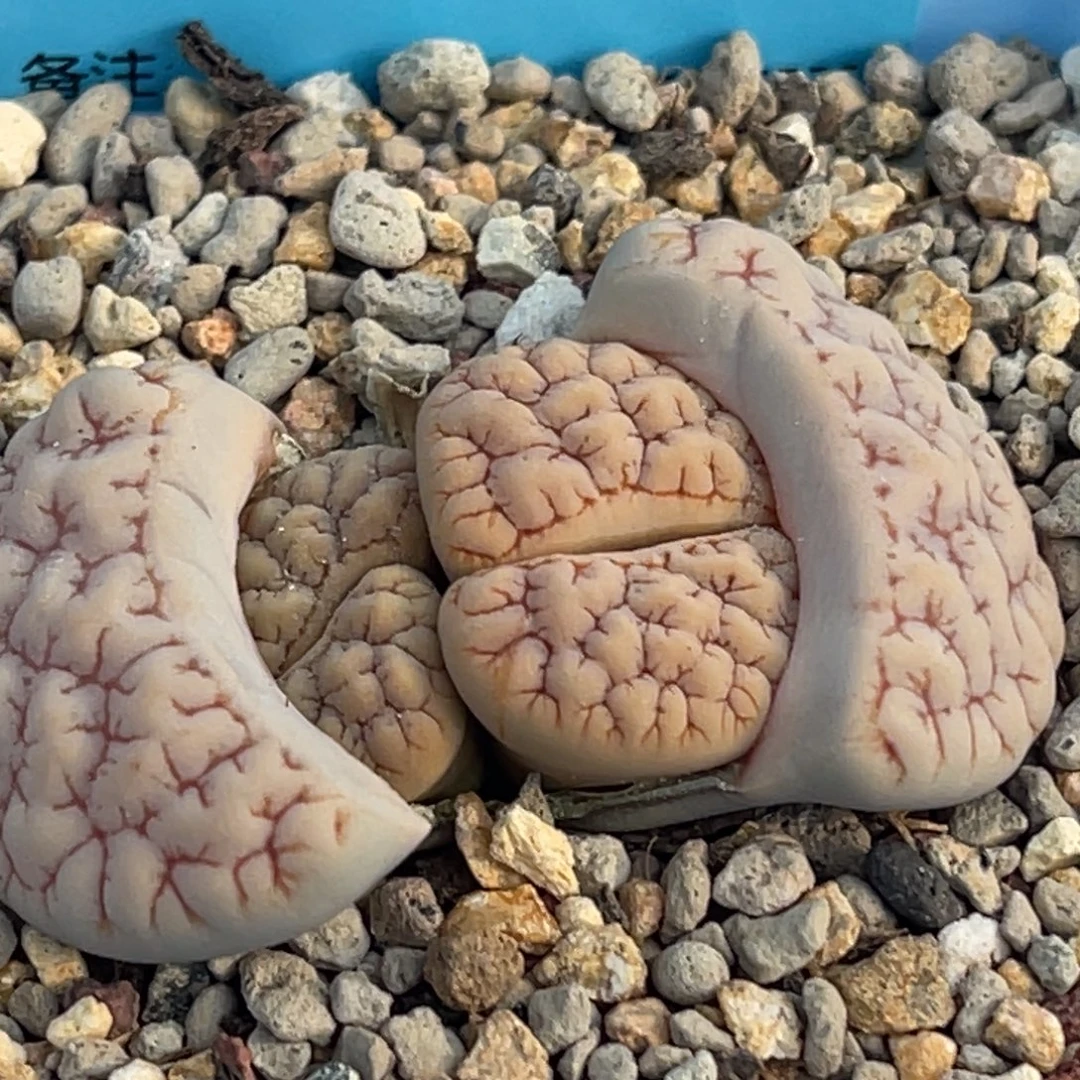 8349双头红纹189一颗