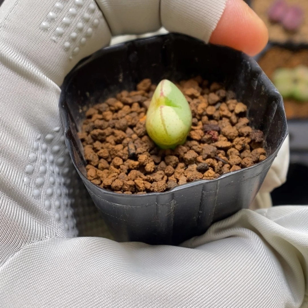 多肉植物肉锥杂交K-3314 将杂锦