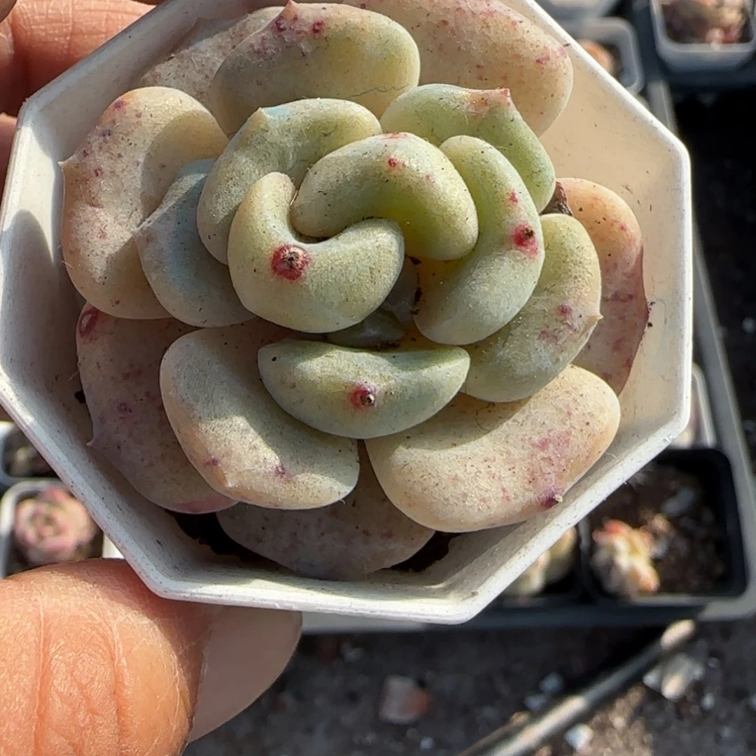 多肉小卡拉米糖心一物一拍