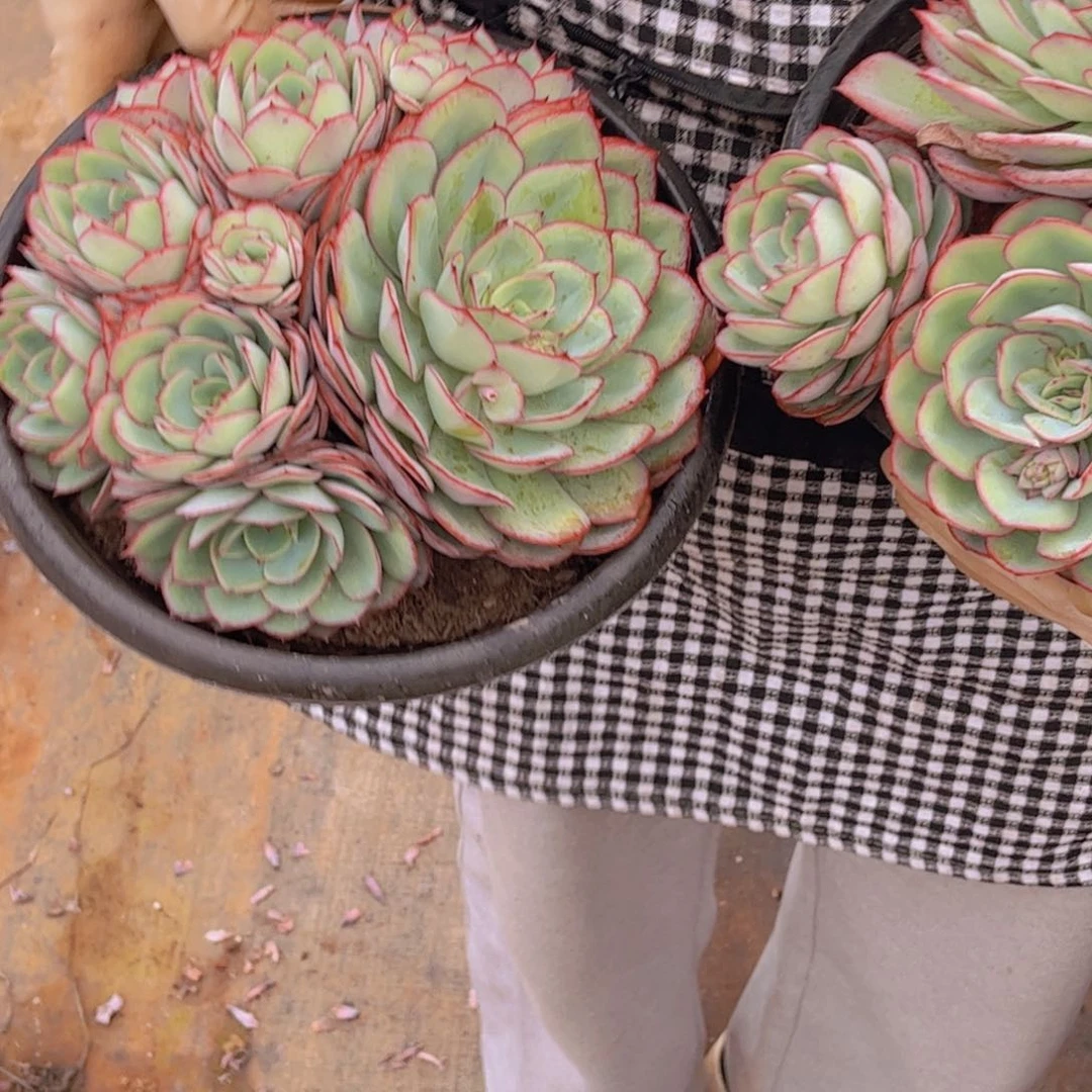 牡丹亭29.99一单包邮