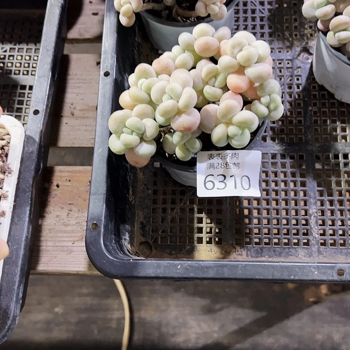 9号小**?我们的确是一个很6310