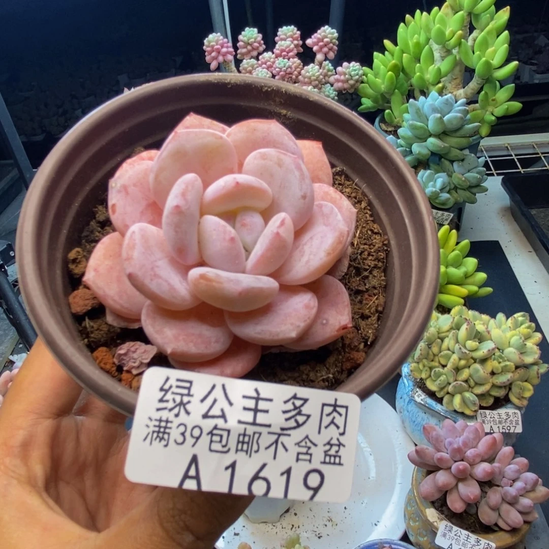 619冰糕多肉肉6c m