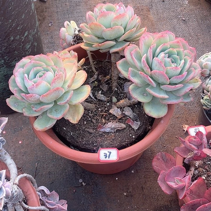 37呈露一物一拍多肉