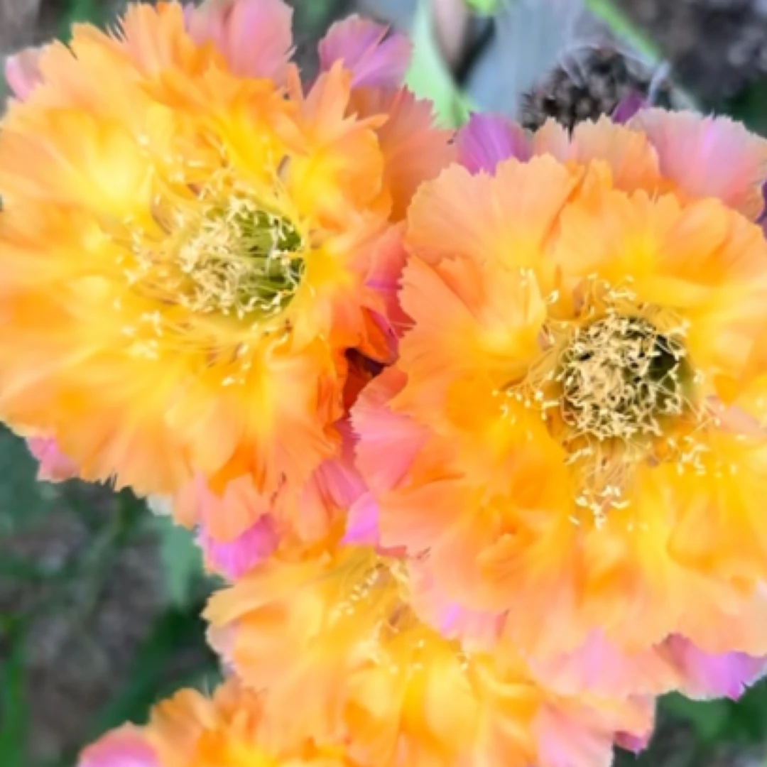 彩黄锯齿无根4公分左右