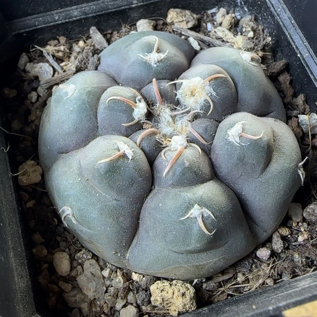 033实生龟甲铅皮多肉5