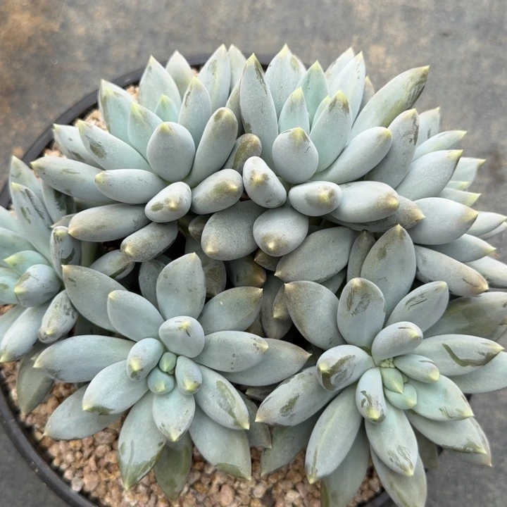 无花朵多肉植物哥特萝莉