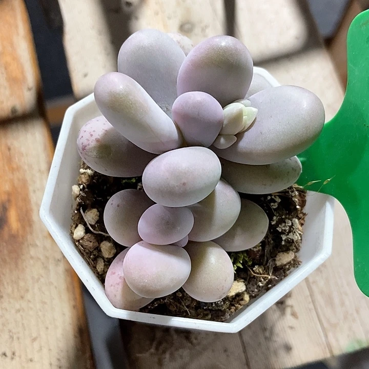 多肉植物奶酪1635