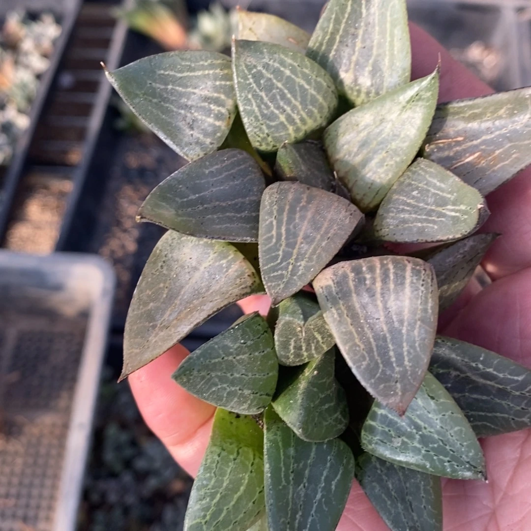 1906 一颗康平 超级福利