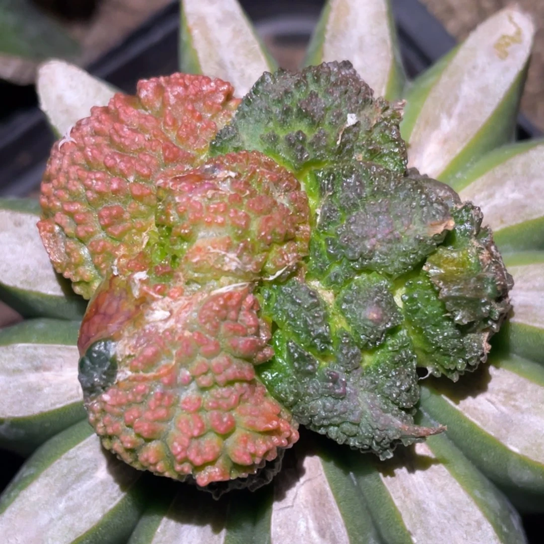 全部花朵阴阳犹变锦 仙人球