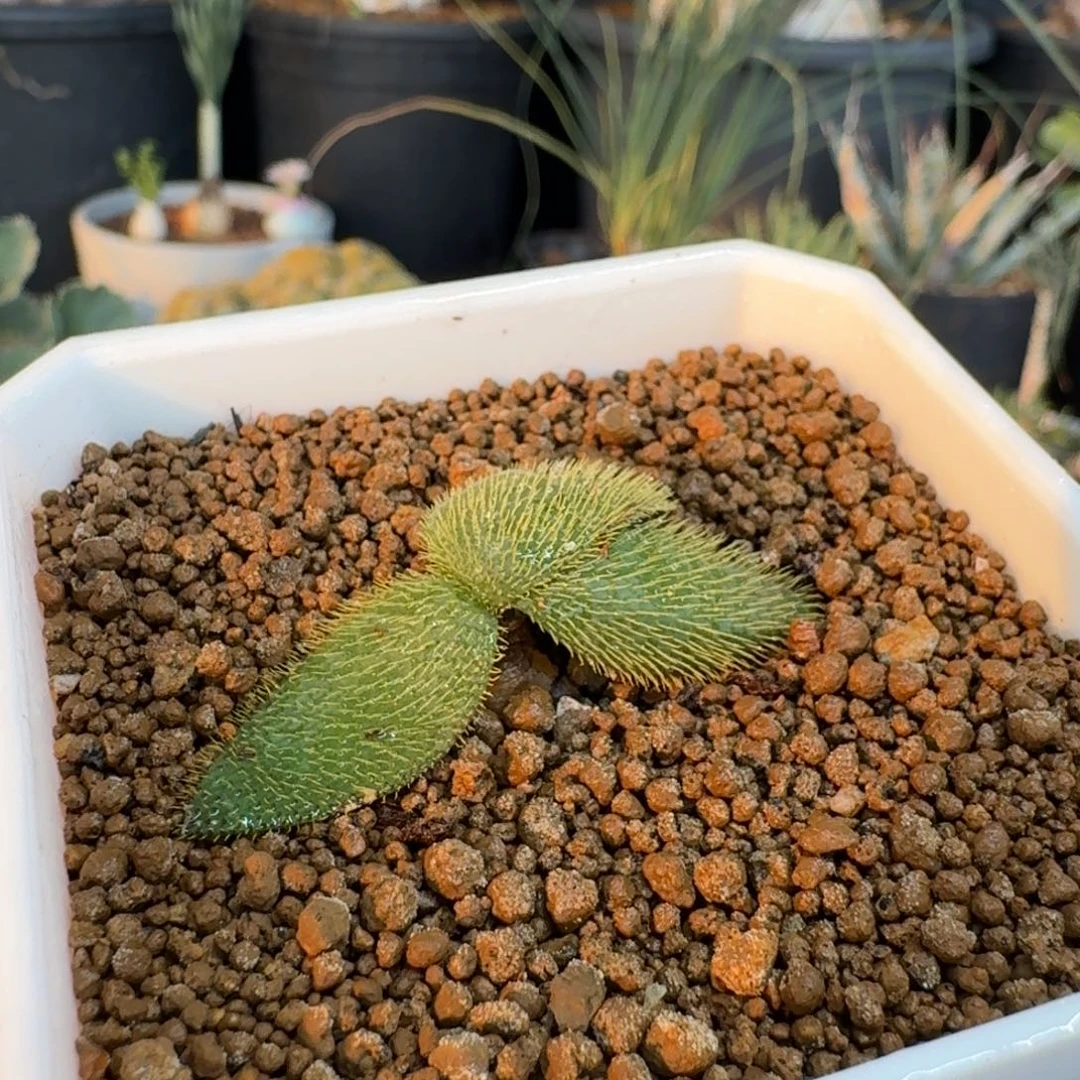 大型次叶灯台百合