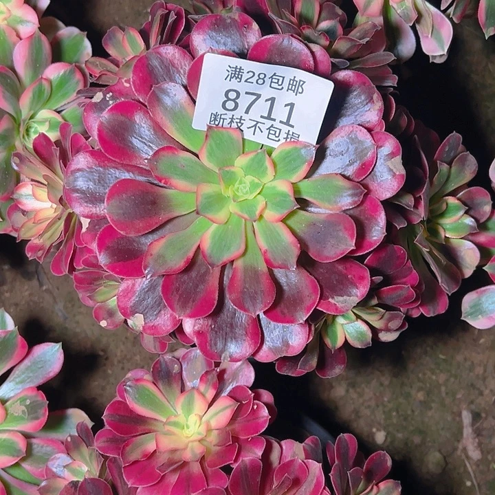 8711美杜莎多肉植物