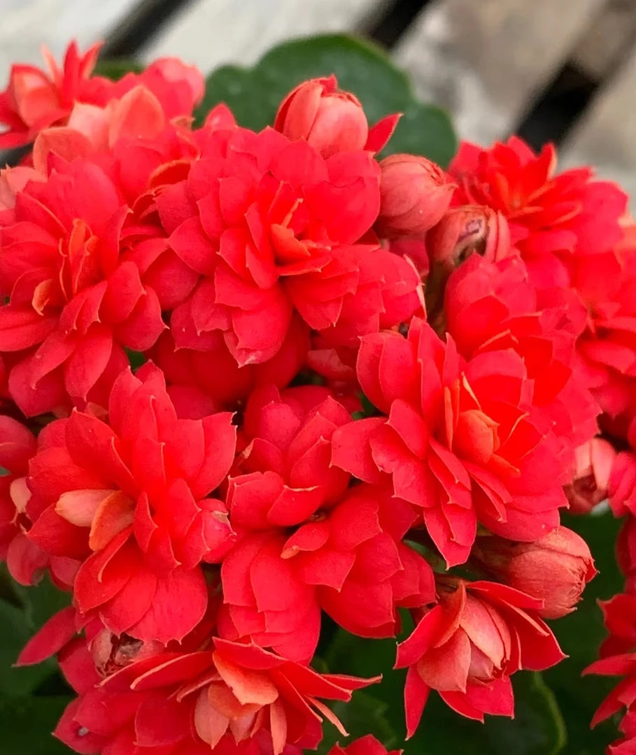 新娘，长寿花110原盆原土