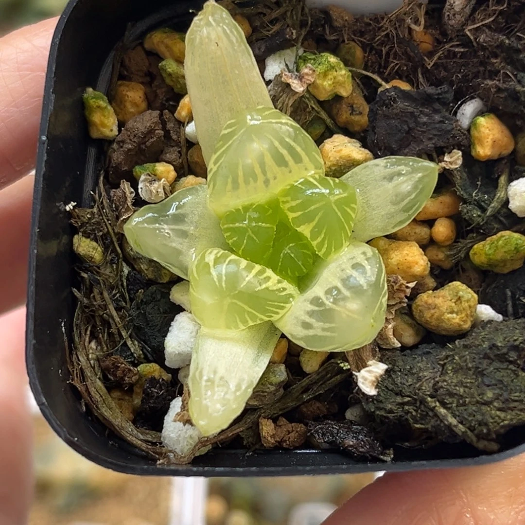 39糊斑老川灯芯玉露锦福利专场